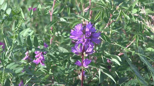 大兴安岭野生花卉：聚花风铃草