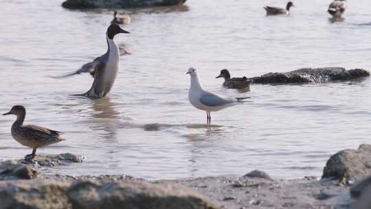 深圳湾公园各种候鸟鸟群合集