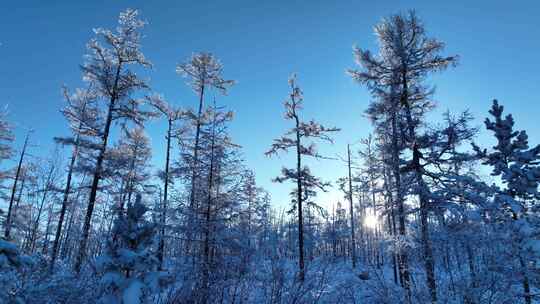 大兴安岭林海雪原雪林