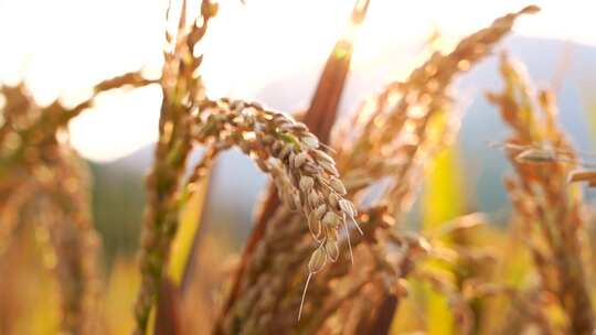 阳光下饱满的水稻稻穗，金色水稻喜迎丰收视频素材模板下载