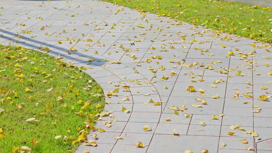 秋天落满人行道的银杏落叶