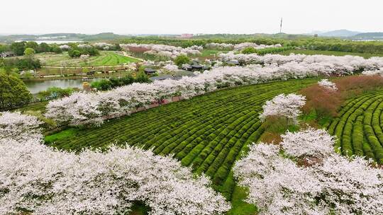 凤凰沟樱花18