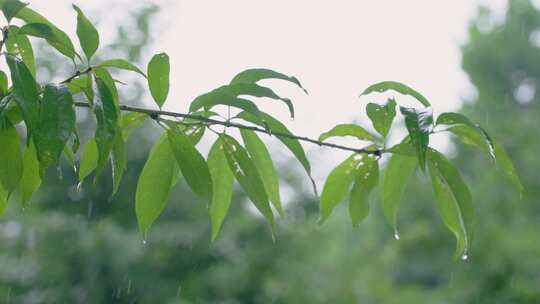 雨水打在绿色树叶上的唯美升格镜头