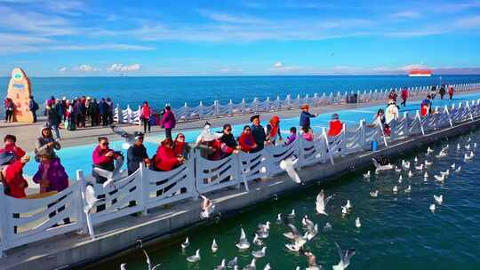 青海湖畔游客投喂海鸥热闹景象