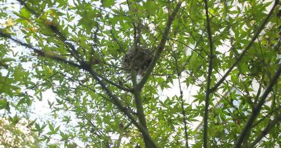树上鸟巢及繁茂枝叶景象
