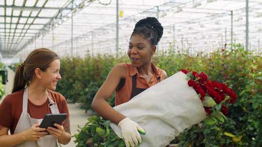 玫瑰农场，温室，工人，花束