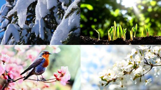 春暖花开万物复苏发芽冰雪融化高清在线视频素材下载