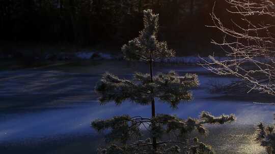 冰冻湖畔松树上的冬霜