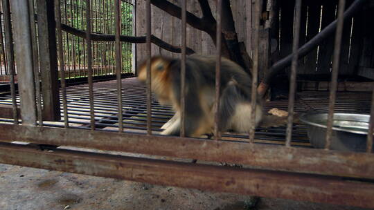 金丝猴在笼子里2视频素材模板下载