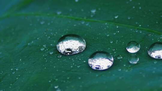 雨后荷叶上的露水珠