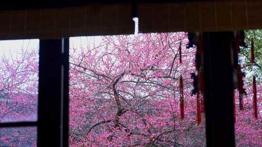 杭州西湖都锦生故居梅花风景