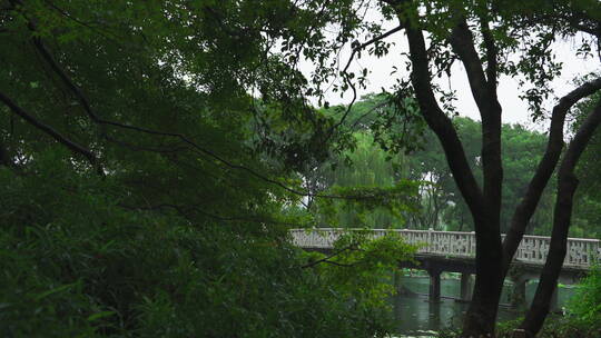 诗画江南植物园林4K 唯美雨水意境 白噪音视频素材模板下载