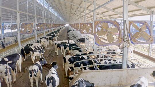 现代牛棚奶牛养殖奶制品牛奶畜牧奶牛工厂