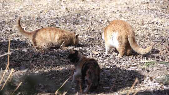 猫咪 小猫 猫 橘猫 动物