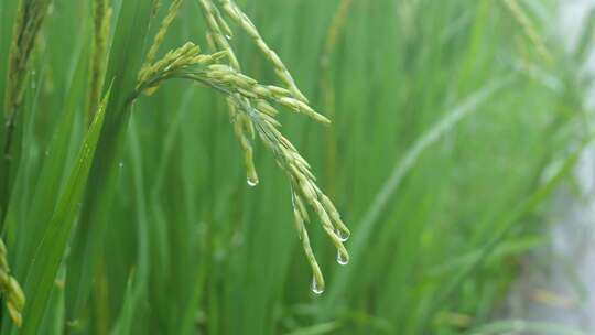 雨中的稻穗水稻特写雨露水珠田野