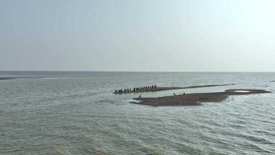 岳阳东洞庭湖保护区候鸟迁徙