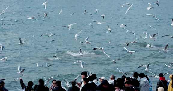 大海海面飞翔的海鸥