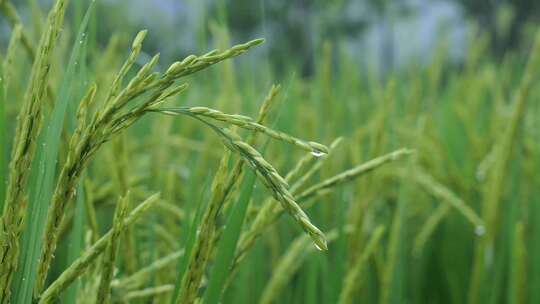 雨天稻田 水稻 稻穗 水稻丰收 水稻生长