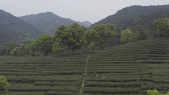 茶茶叶红茶艺采茶泡茶红茶山春茶道茶园农业