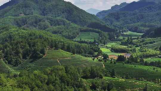 航拍茶山 实拍茶园 茶山风光 茶田