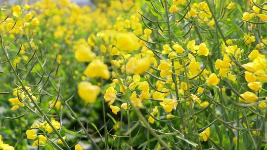 春日油菜花盛开油菜花特写展示