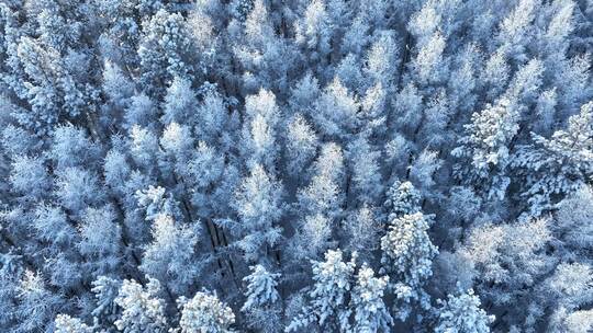 北方冬季雪景雪花飘落雾凇雪松雪林