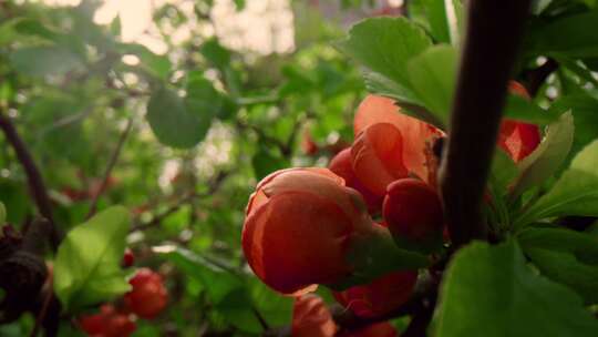 Floribunda，玫瑰，花，树