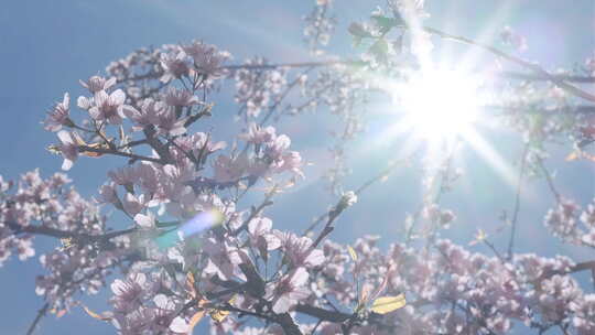 阳光下盛开的樱花