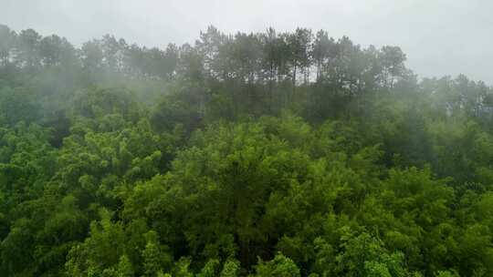 山中雨景雾气雨季绿色植物