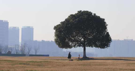 湖边开阔草地上一棵孤独的树后的城市远景