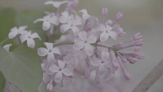 丁香花微距LOG