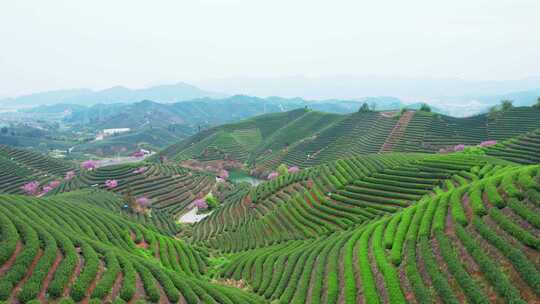 杭州富阳拔山春天樱花茶园风景合集