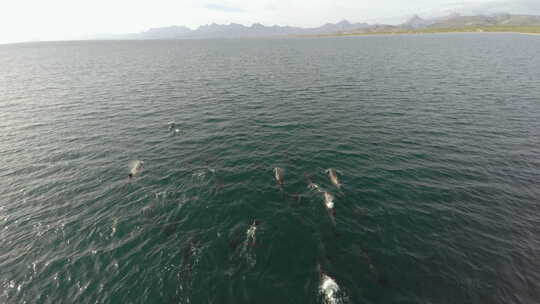 南下加利福尼亚州洛雷托湾国家海洋公园一群海豚的航拍。