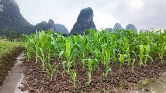 玉米种植杂粮农业穗玉米地实拍
