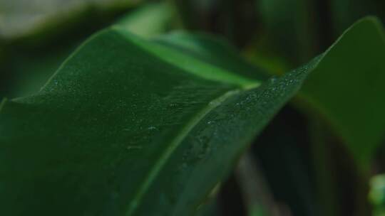 露珠 水滴