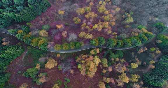 道路，森林，松树，风景