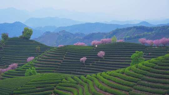 杭州富阳拔山春天樱花茶园风景