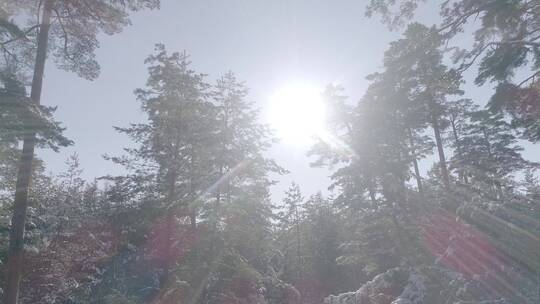 唯美冬季长白山雪景红松美人松原始森林航拍视频素材模板下载