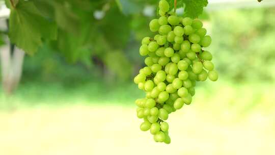 种植园里绿色的葡萄