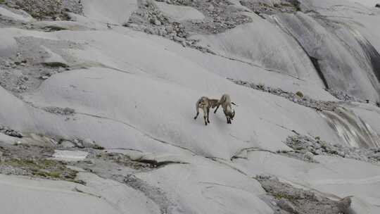 Ibex，山，冬天，角