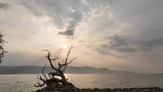 洱海日出呼吸感湖畔枯树日落景观