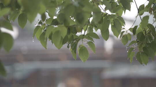 瑶里古镇雨后唯美景色