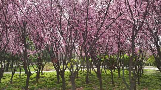 春天公园里大片紫红色梅花盛开