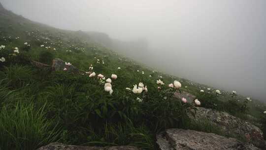 草原花朵延时摄影