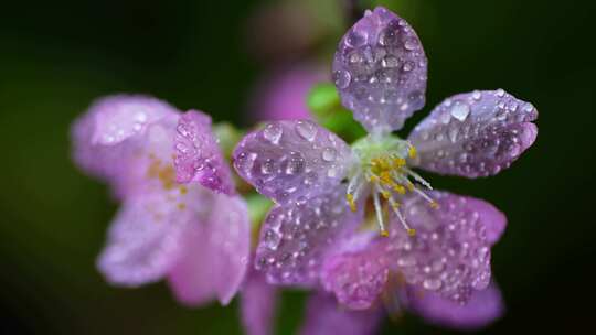 春天粉色樱花早樱花卉