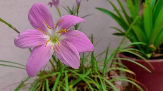 百合花粉红色