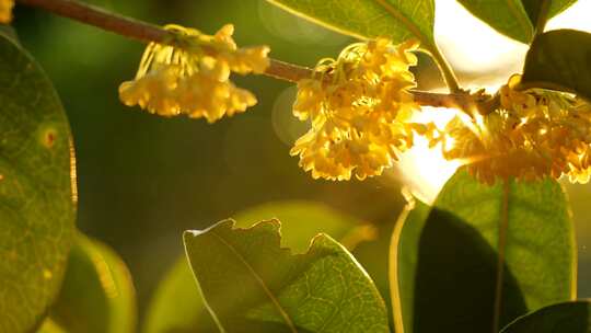 逆光中桂花 夕阳下桂花枝 唯美素材