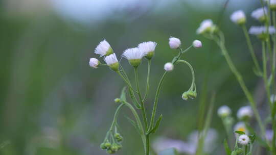 田间菜地 自然 生活 悠闲 惬意