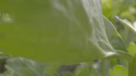 芹菜温室生长微距轨道拍摄LOG素材