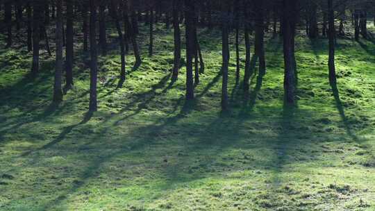 湖北恩施大山顶林场冬日暖阳里的树的影子